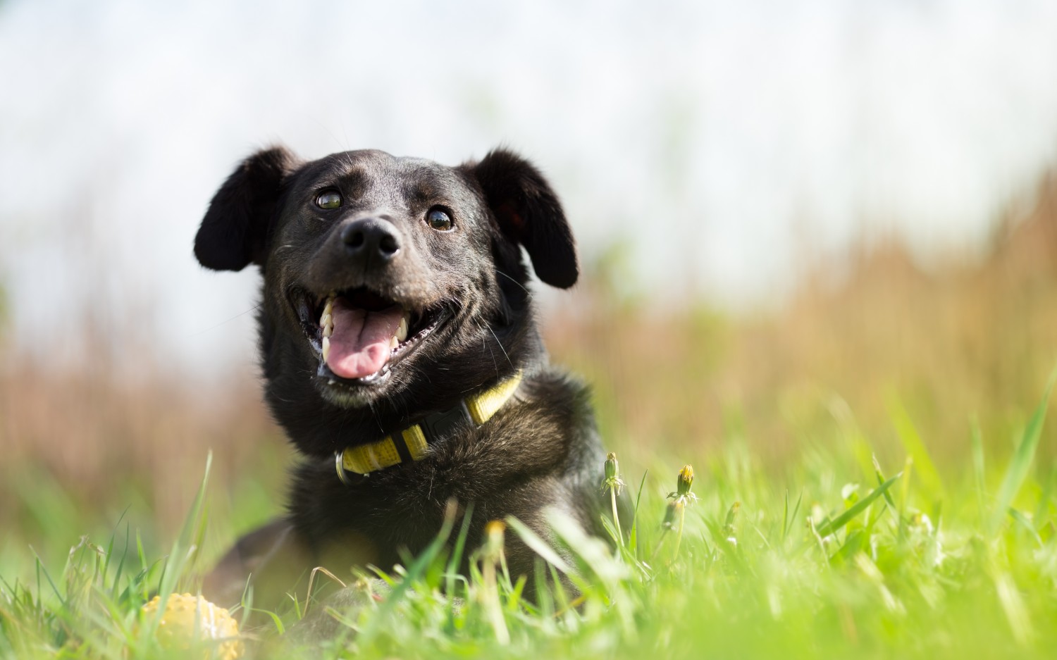 Black Dog Lying in Grass Black Dog Lying in Grass