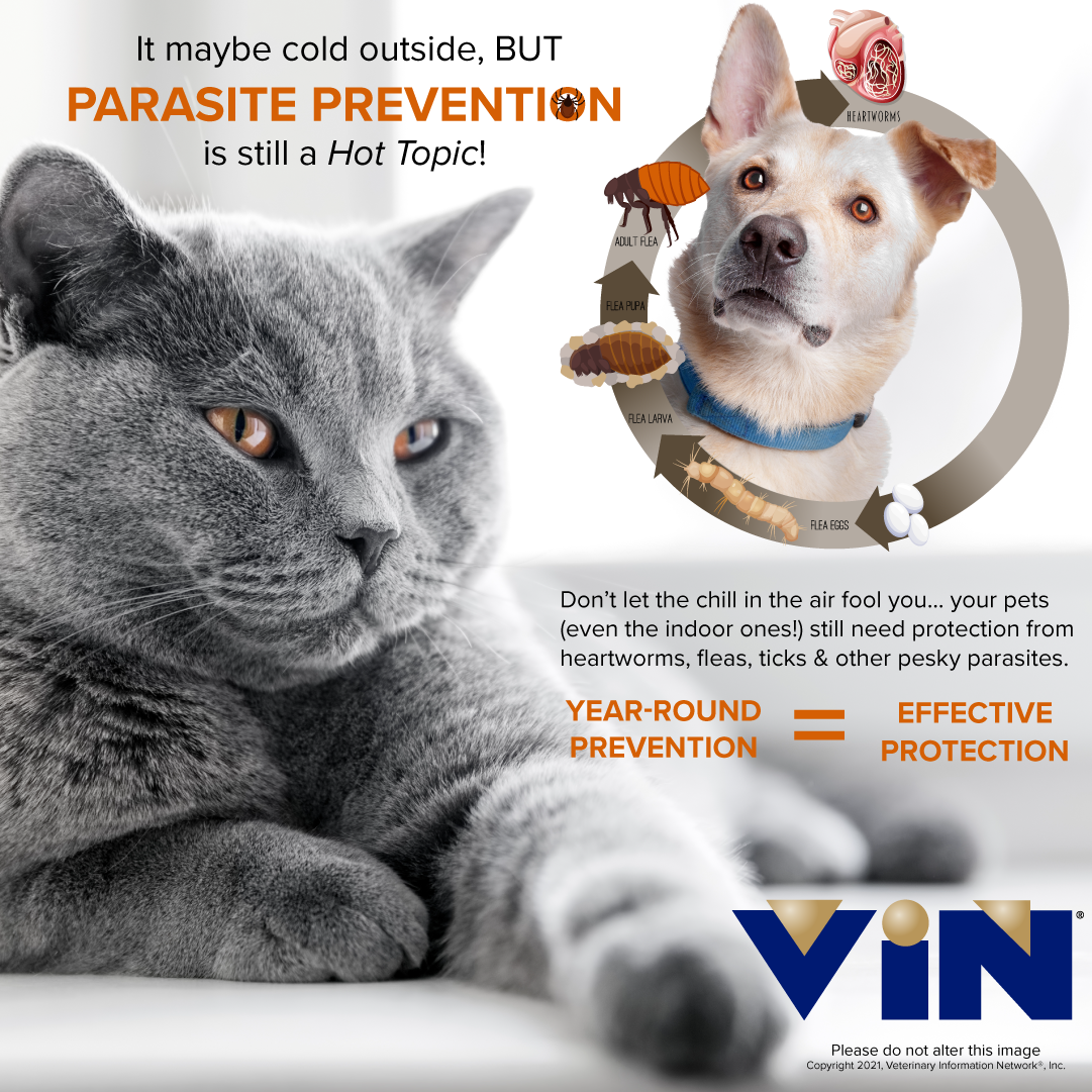 VIN Parasite Prevention Infographic VIN Parasite Prevention Infographic