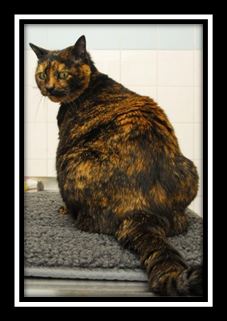 Overweight Black and Orange Cat