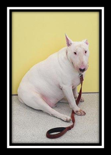 Overweight White Dog