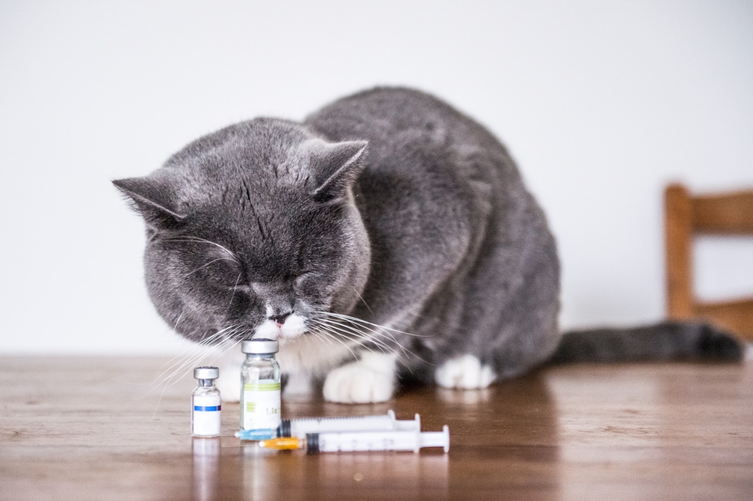 Gray Cat Sitting By Medicine