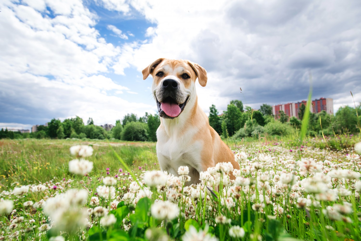 Dog Sitting in a Field of Flowers
