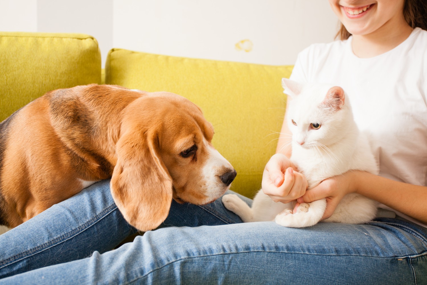 Woman Holding White Cat Next to Brown Dog