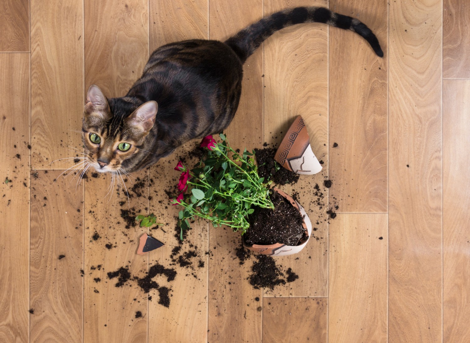 Brown Cat Sitting Next to a Broken Flower Pot