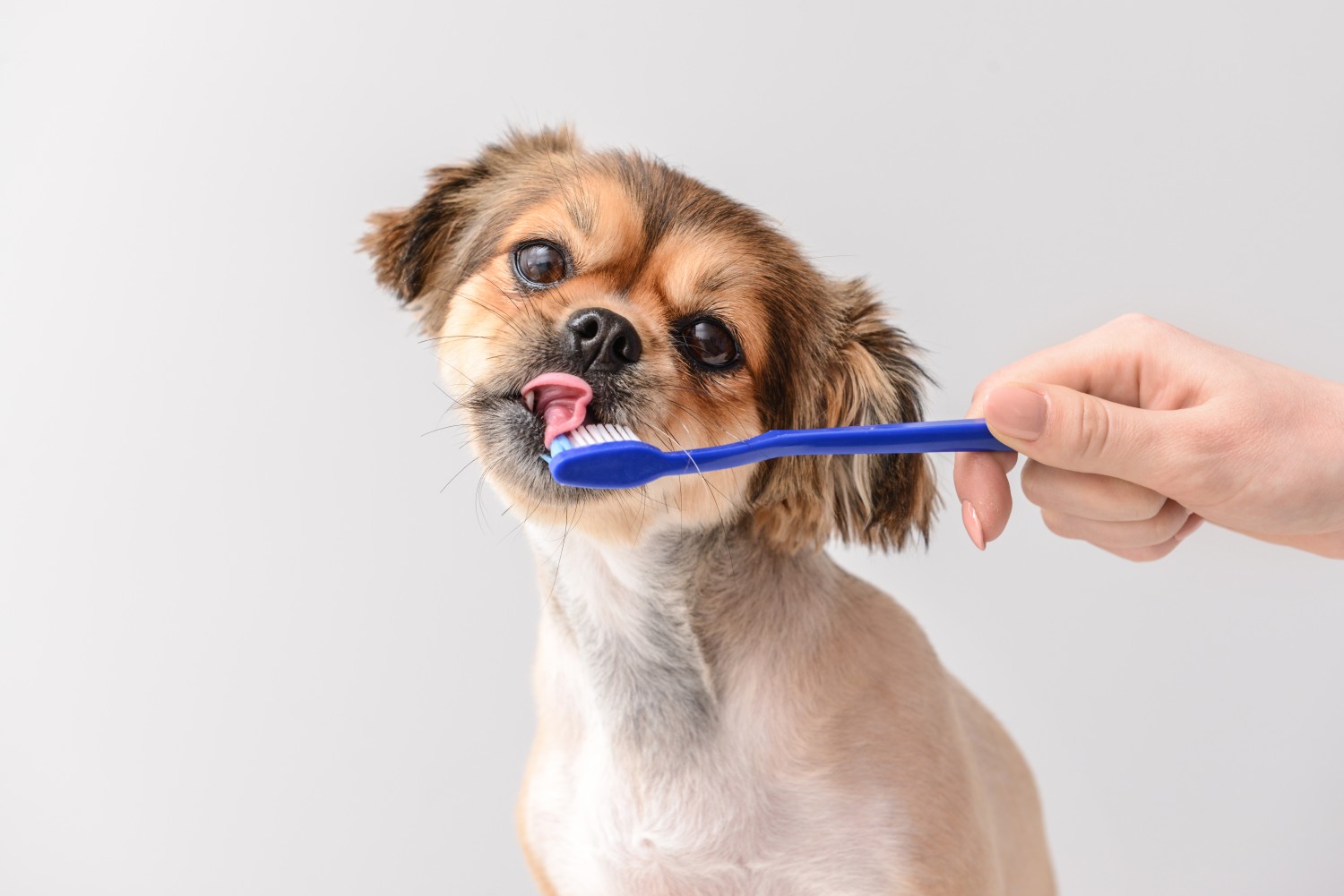 Dog Getting Its Teeth Brushed