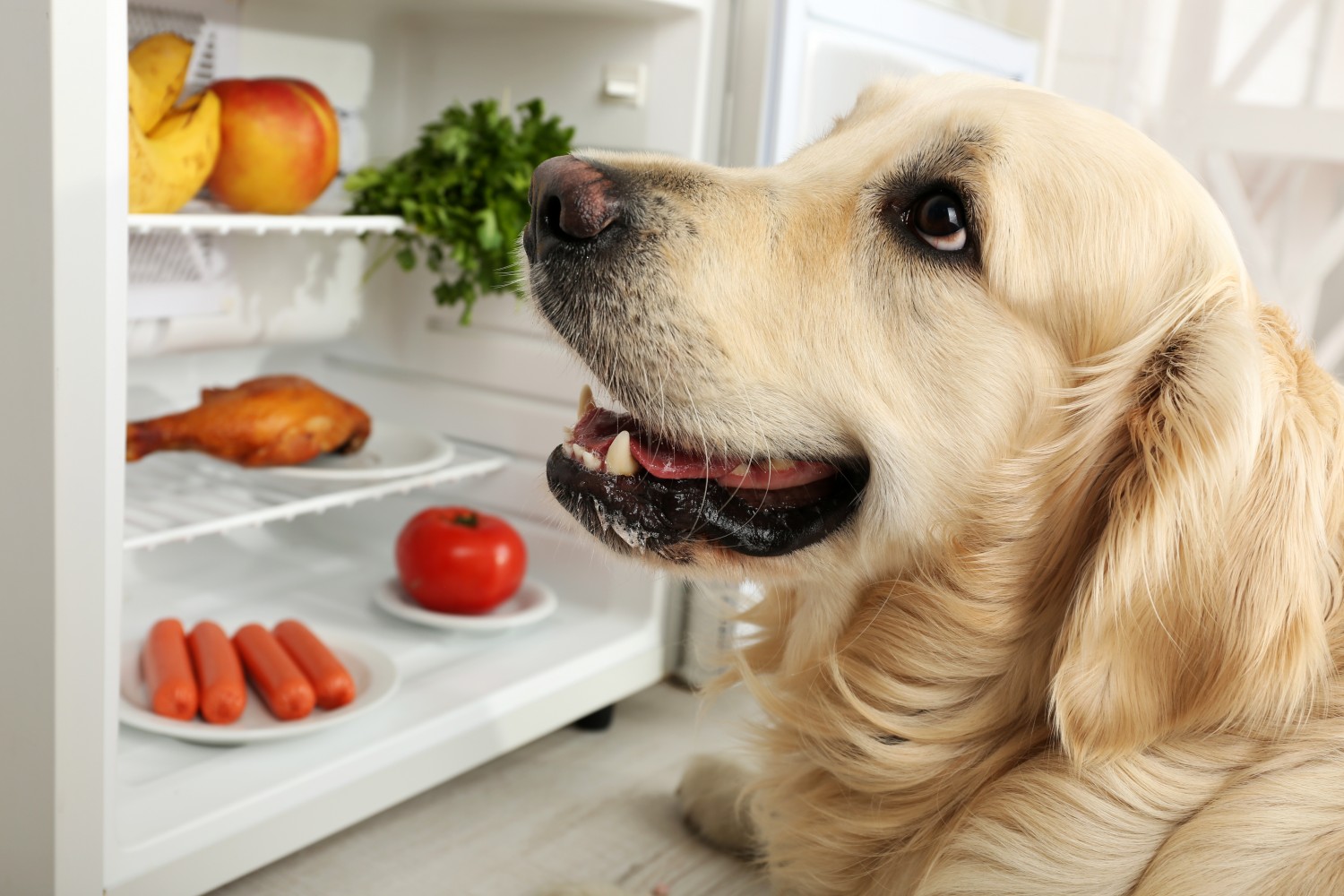 Dog Sitting Next to an Open Refrigerator With Food