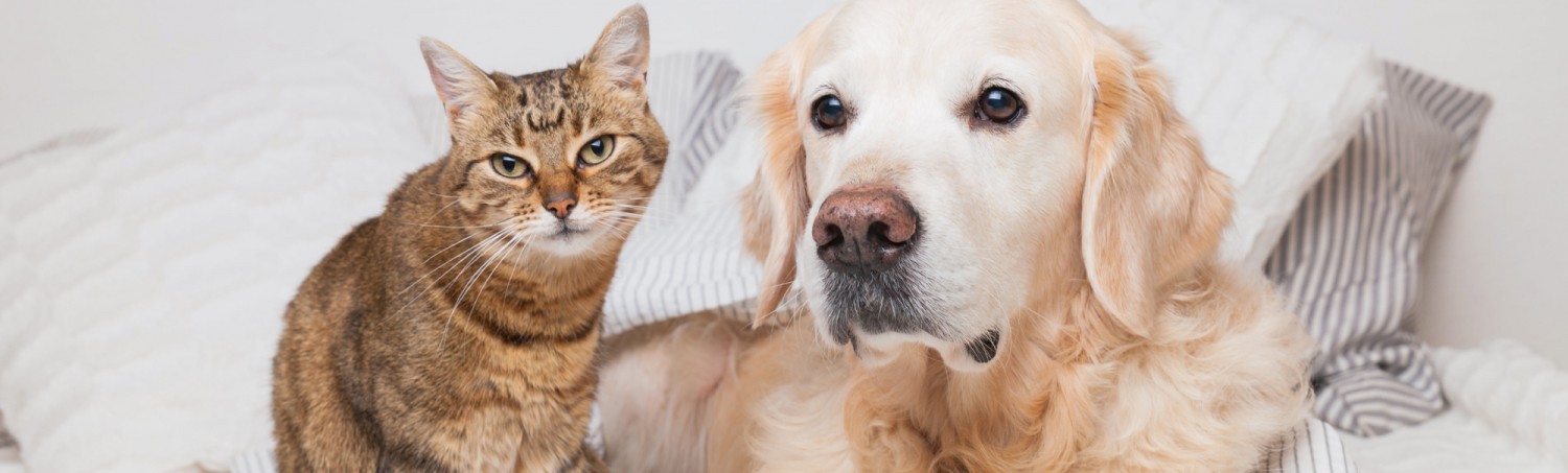 Golden Dog Next to Small Cat