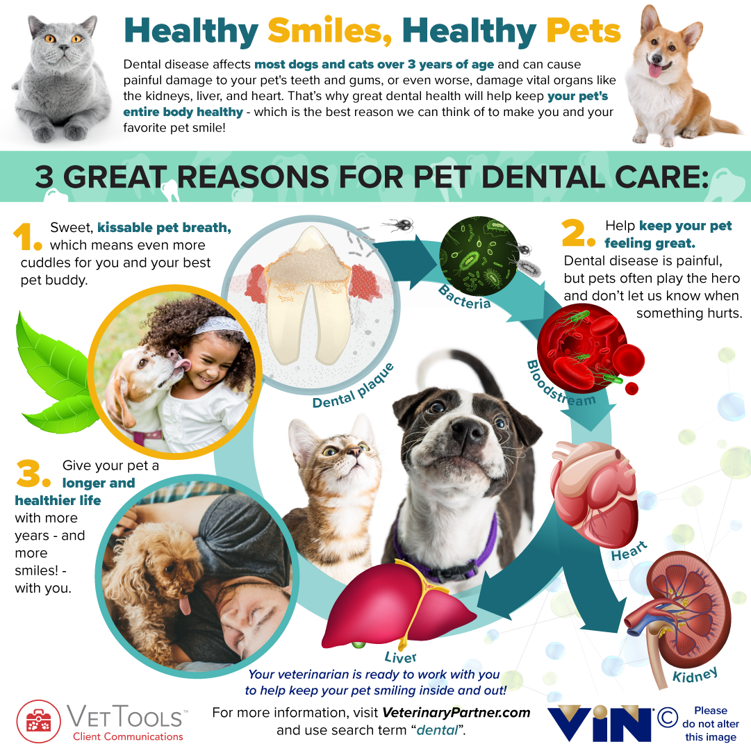 Pet Dental Care Infographic