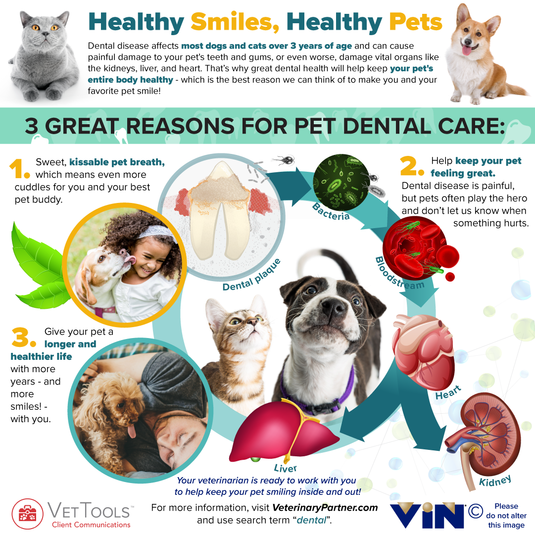 Pet Dental Care Infographic Pet Dental Care Infographic