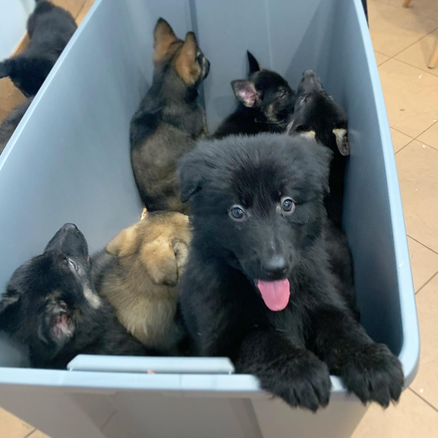 Plastic Bin Full of Puppies