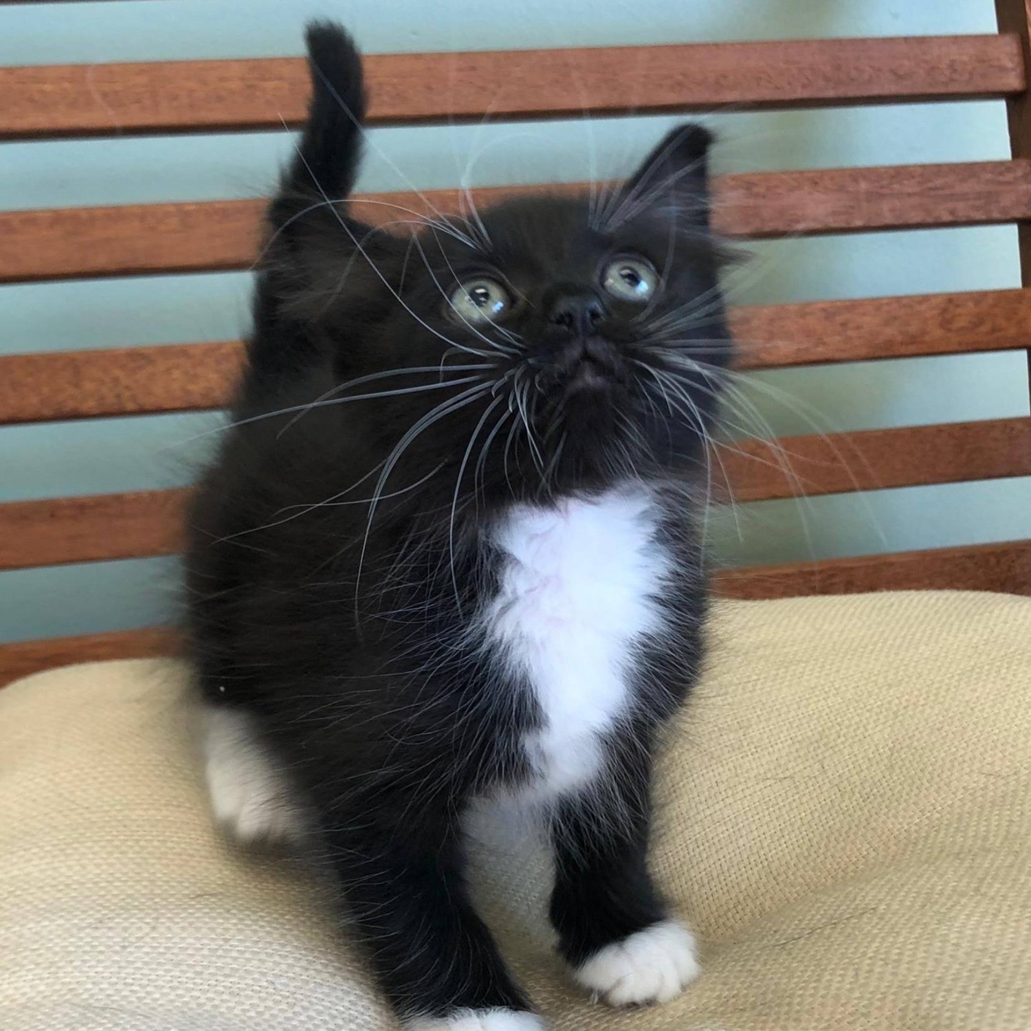 Small Black and White Kitten