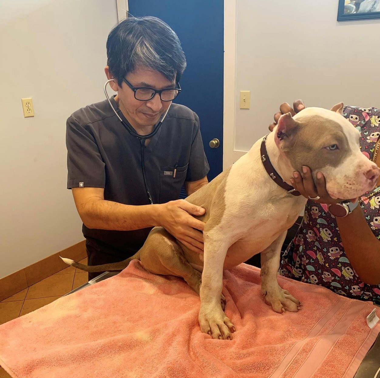 An Nguyen, DVM — Veterinarian An Nguyen, DVM — Veterinarian