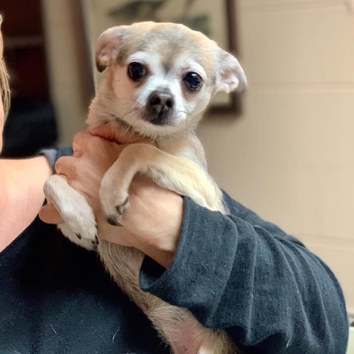 Small Dog Being Held