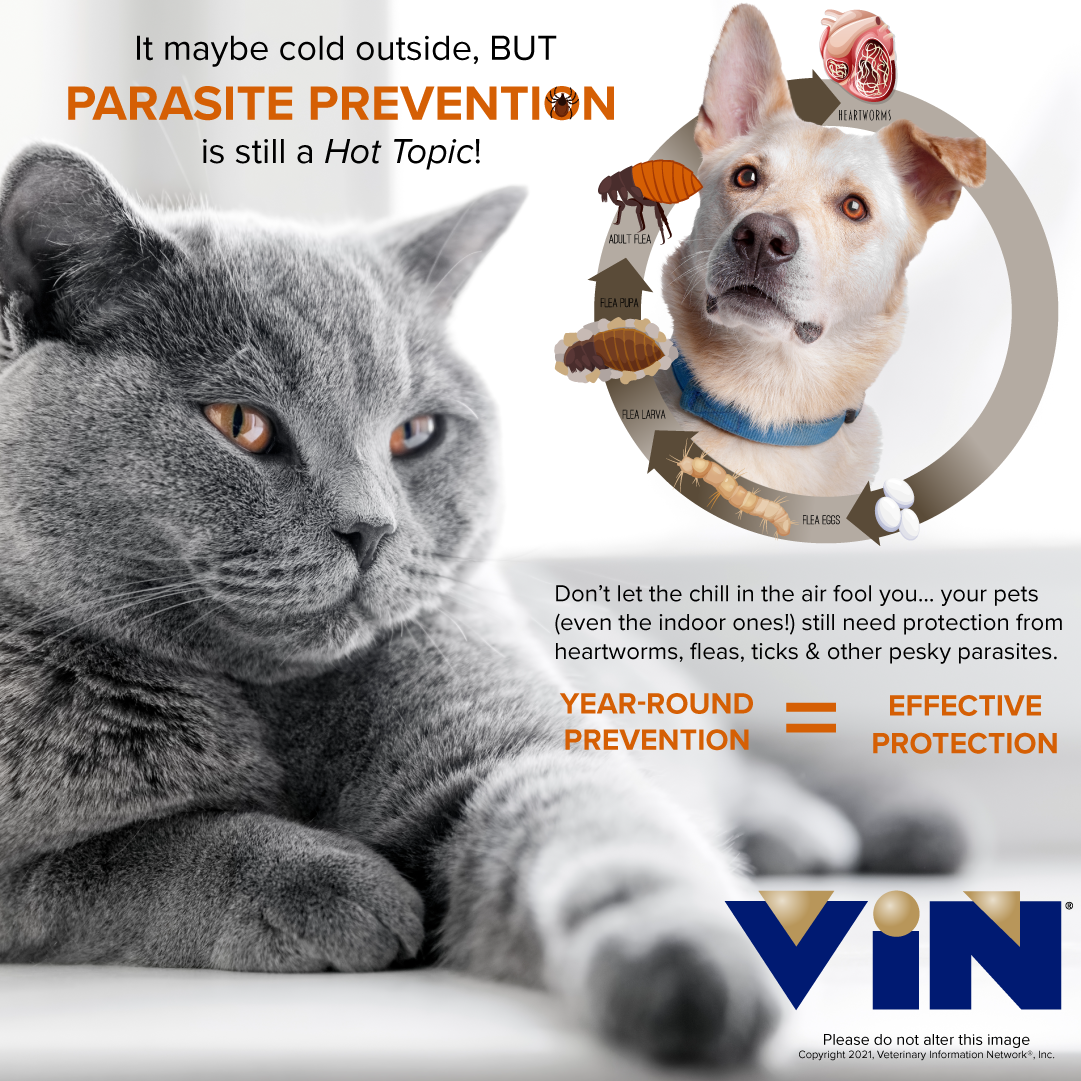 VIN Parasite Prevention Infographic