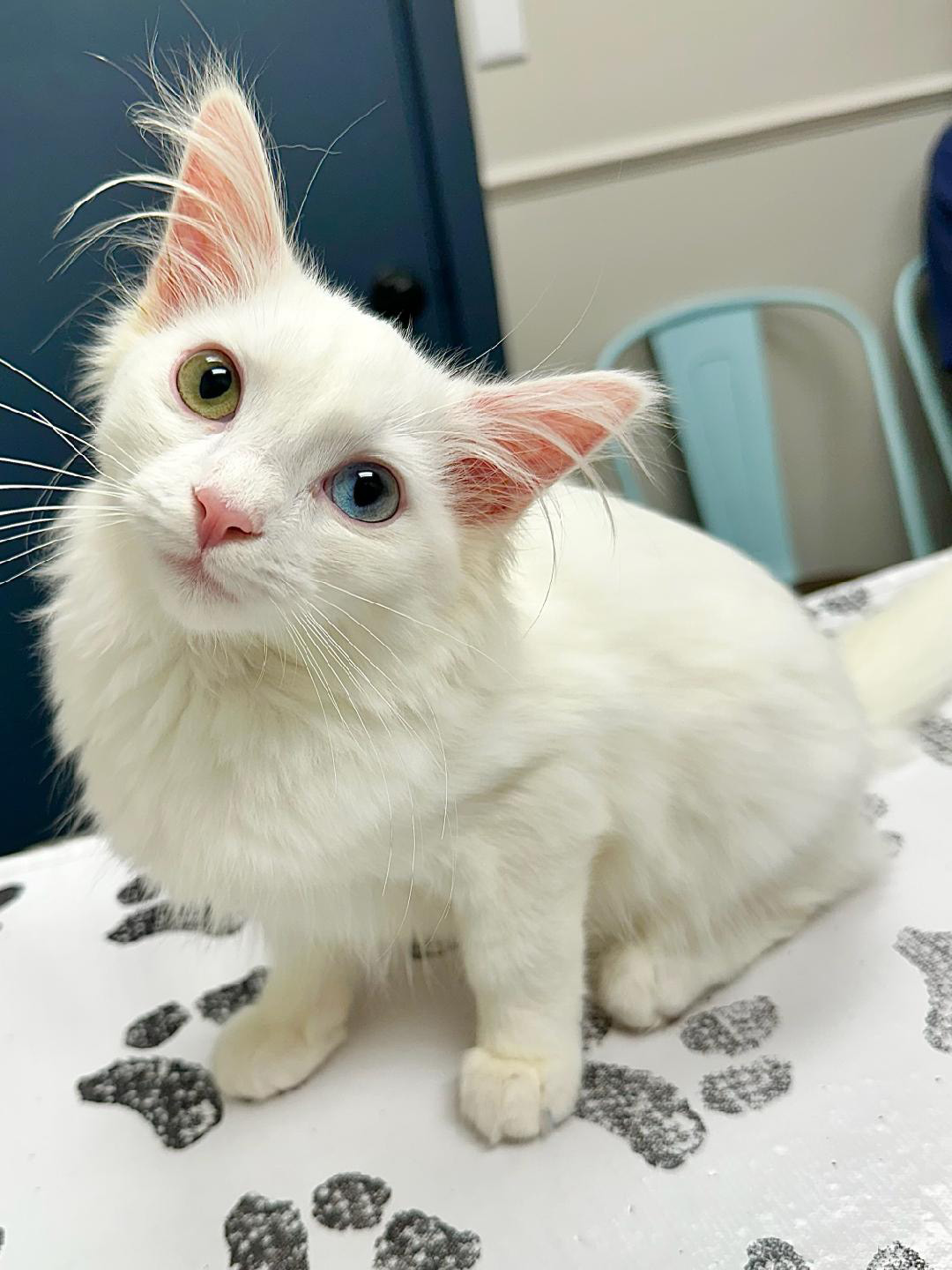 Snowy the White Turkish Angora Cat Snowy the White Turkish Angora Cat