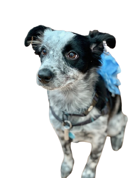 Small Black and White Dog Small Black and White Dog