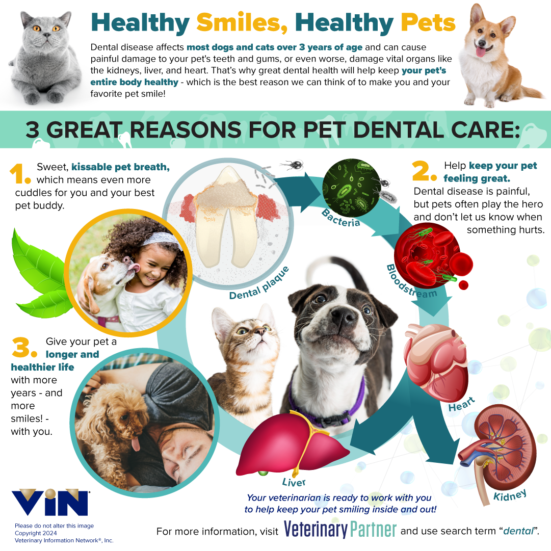 Pet Dental Care Infographic