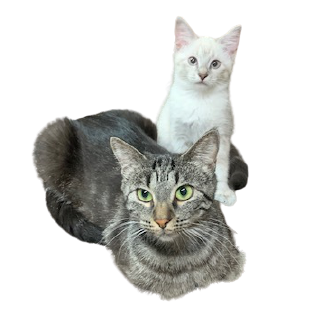 Brown Cat with White Kitten Brown Cat with White Kitten